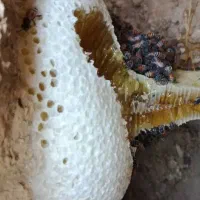 عسل کوهی خالص|خوردنی و آشامیدنی|اهر, |دیوار