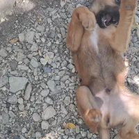 واگذاری سک توله نژاد دو رگه ژرمن شپرد