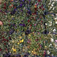 گل بنفشه سبدی