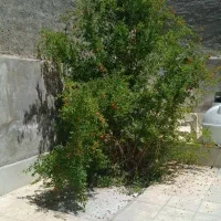 منزل ویلایی 250متری دو بر حیاط