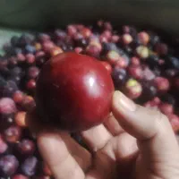 آلو درشت ۸۰هزار خوشمزه  و تازه بار امشب
