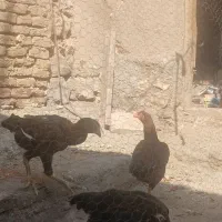 لاری|حیوانات مزرعه|ایواوغلی, |دیوار