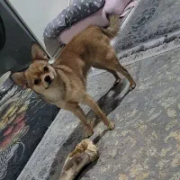 میکس وماده میکس شی واوا با پامر