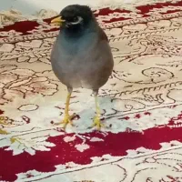 مینا ماده|پرنده|قائمشهر, |دیوار