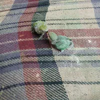 کوتوله طوطی برزیلی فیشر سبز اوپال سرلاکی