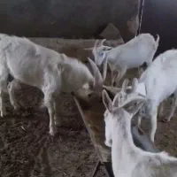 بز سانن نژاد اصیل