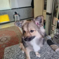 حیوان خانگی|سگ|گرگان, |دیوار