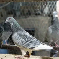 فروش نر و ماده موریس دلبر