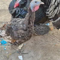 یک جفت بوقلمون|حیوانات مزرعه|تهران, مشیریه|دیوار