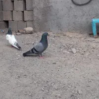 کبوتر پاکستانی و ایرانی|پرنده|تخت, |دیوار