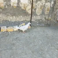 کبوتر کفتر سرور و سبز