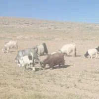فروش بز یکی چین