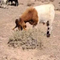 ده راس گوسفند نر دوسال