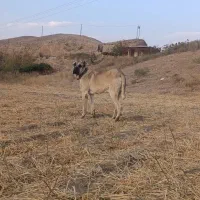 سگ گله|سگ|مشهد, رباط طرق|دیوار