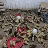 فروشندگی جوجه و اردک|حیوانات مزرعه|زابل, |دیوار