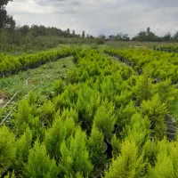 کاج لاوسون|گل و گیاه طبیعی|شیرود, |دیوار