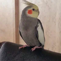 عروس هلندی نر