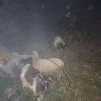 بره و بز|حیوانات مزرعه|رشت, استقامت ۱|دیوار