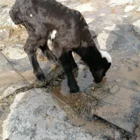 بره شیرخوار