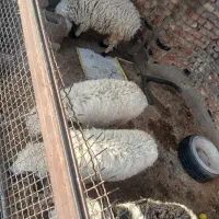 چهار عددبره نرچاق وطنی