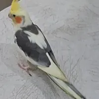 عروس هلندی گمشده