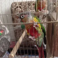 طوطی گرینچیک رام|پرنده|سنندج, |دیوار