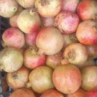 ۲۰ کیلو انار درجه یک ۸۰هزارتومن|خوردنی و آشامیدنی|یزد, |دیوار
