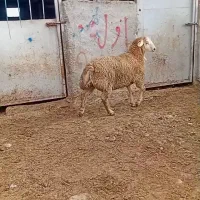 بره نر قوچی اصل دامازدخ مغانی نژاد فومن 25میلیون|حیوانات مزرعه|قشلاق دشت, |دیوار