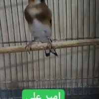 پرنده سهره چونه سفید جفتی،جوجه قفس یاسمین|پرنده|ری, دولتآباد|دیوار