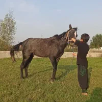 اسب نریان ۳سال