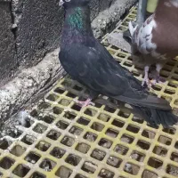 کبوترصرب ماده فروشی|پرنده|جیرفت, |دیوار