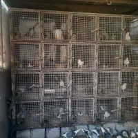 قفس۲۰ جفتی جفتکن فنس