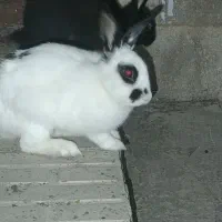خرگوش