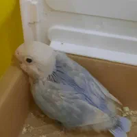 جوجه طوطی برزیلی فیشر اوپلاین|پرنده|گلستان (تهران), |دیوار