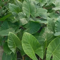 باباآدم رز بیرونی