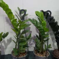 گل وگیاه|گل و گیاه طبیعی|یزد, |دیوار