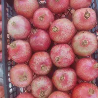 انار درجه دو ویک قیمت پایین