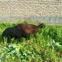 گوسفند با بره نر