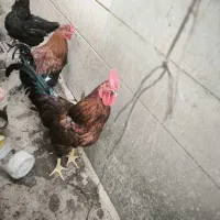 خروس سالم و سرحال برای فروش|حیوانات مزرعه|تهران, مسعودیه|دیوار