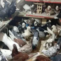 40 تا گرفتنی کفتر جا|پرنده|قم, شاه ابراهیم|دیوار