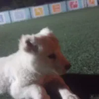 توله سگ افغان|سگ|بندرعباس, |دیوار