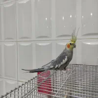 یک جفت عروس هلندی دستی|پرنده|شهرکرد, |دیوار