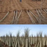 نهالستان فرامرز درخت صنوبرنیگرا نهال پر سوداقتصادی