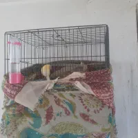 دوعددقناری نر