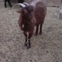 بز چاق قیمت مفت