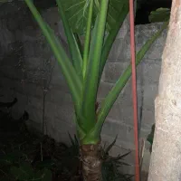 گل تزئینی(بابا آدم)|عمدهفروشی|ماسال, |دیوار