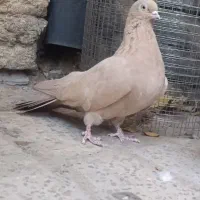 کبوتر سرور و زرد|پرنده|فارسان, |دیوار