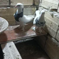 کبوتر طوقی لوتی|پرنده|تبریز, |دیوار