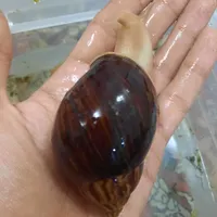 حلزون اچاتینا و مارژیناتا