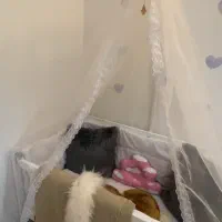 تخت بچه|تخت و صندلی بچه|سبزوار, شهرک اندیشه|دیوار